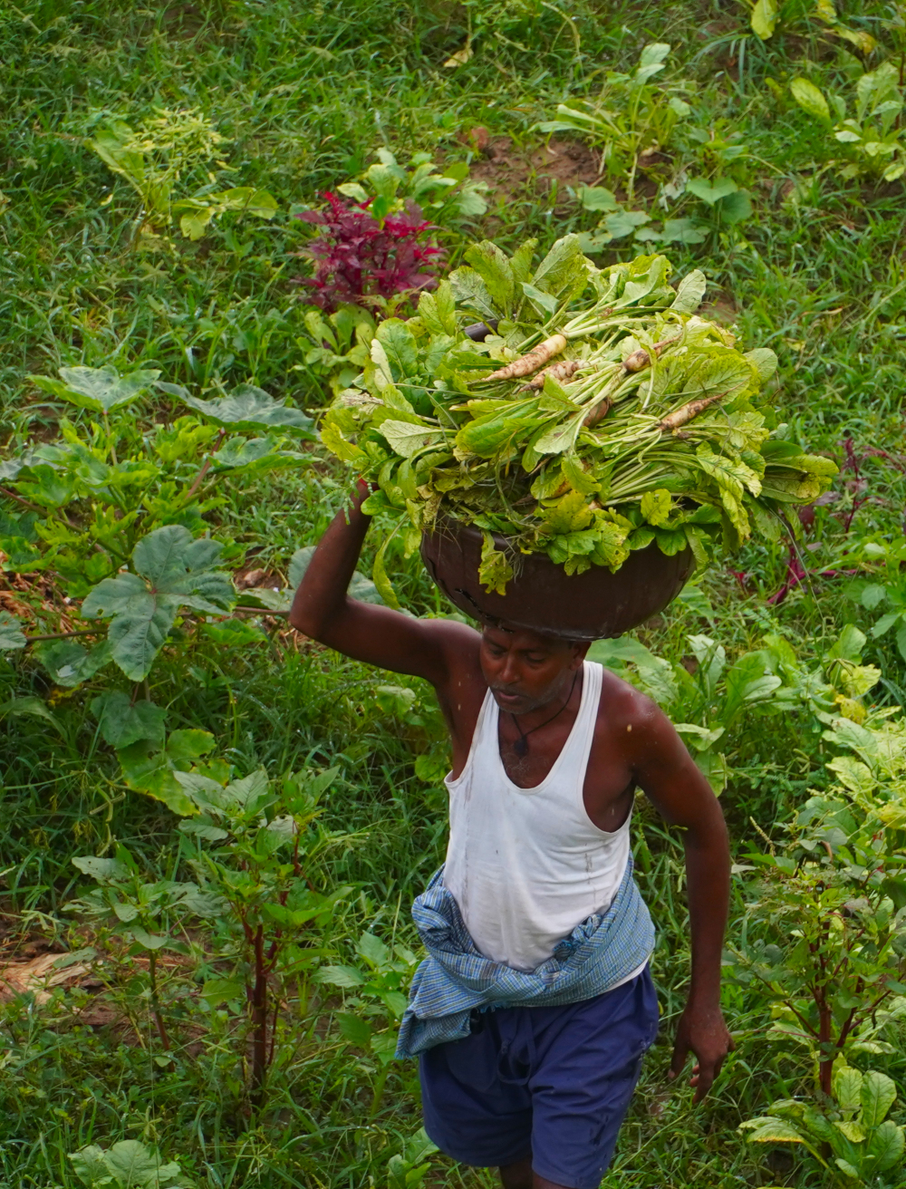 farmer carrying vegetables on his head